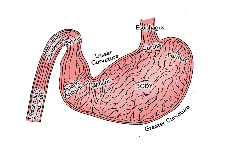 Endoscopy Essentials Upper Gastrointestinal Endoscopy Techniques, Part