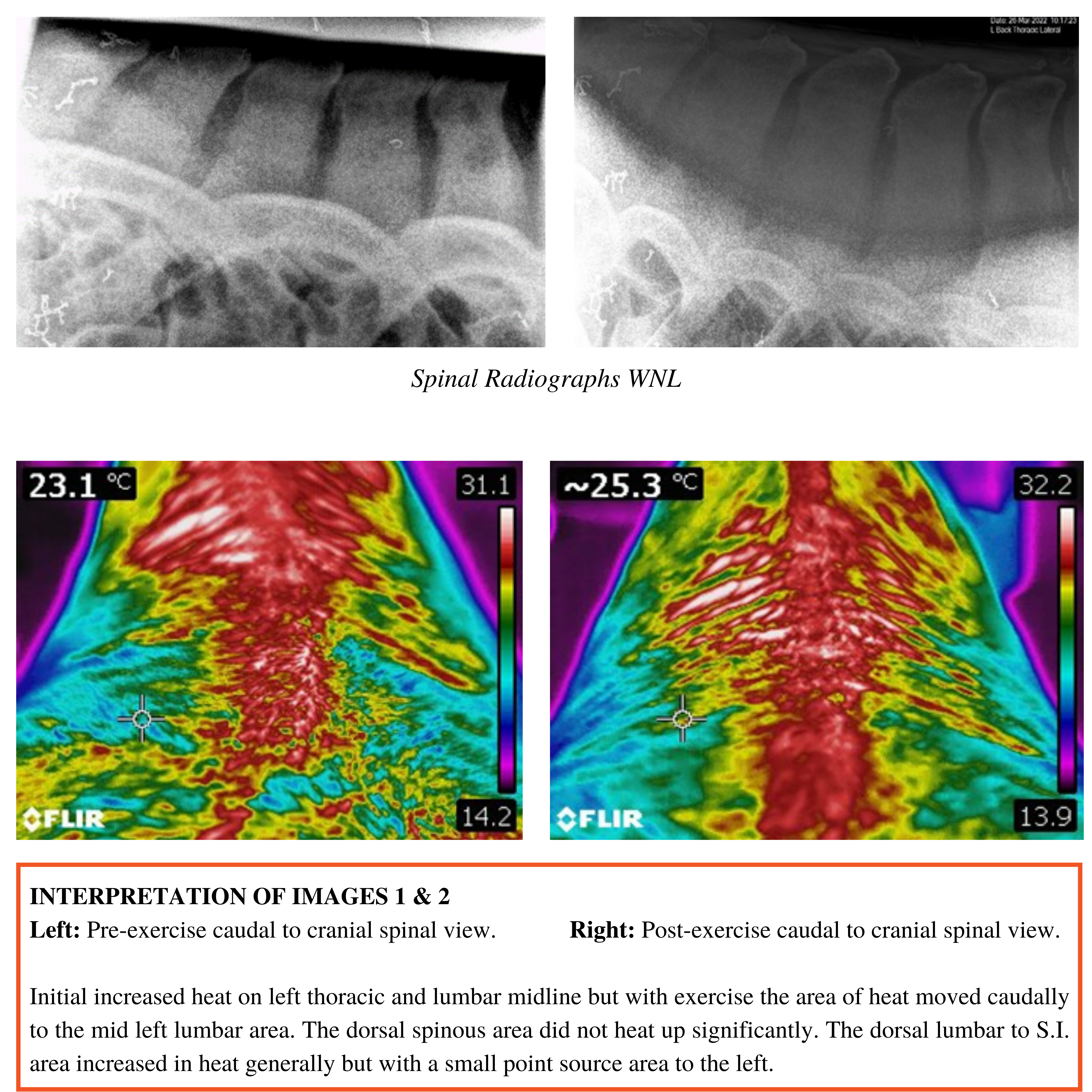 thermal case study equine 5