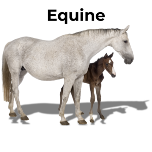 Equine