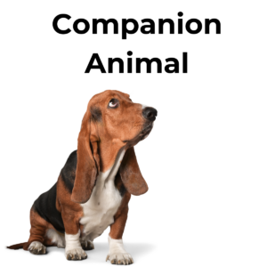 Companion Animal