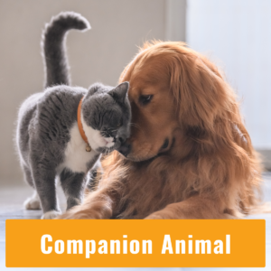 Companion Animal