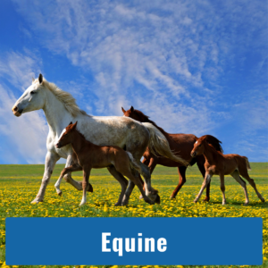 Equine